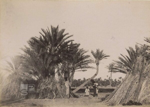 SIDI OKBA Algérie vers 1880 - Tirage Albuminé Original d'Époque - 11x8cm