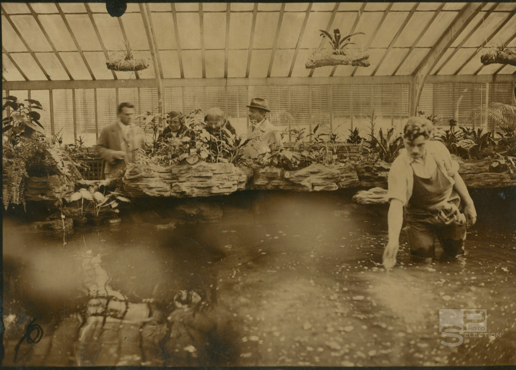 Jardin des Plantes - La Serre Tropicale Paris 1937 Presse - 4 Tirages Originaux