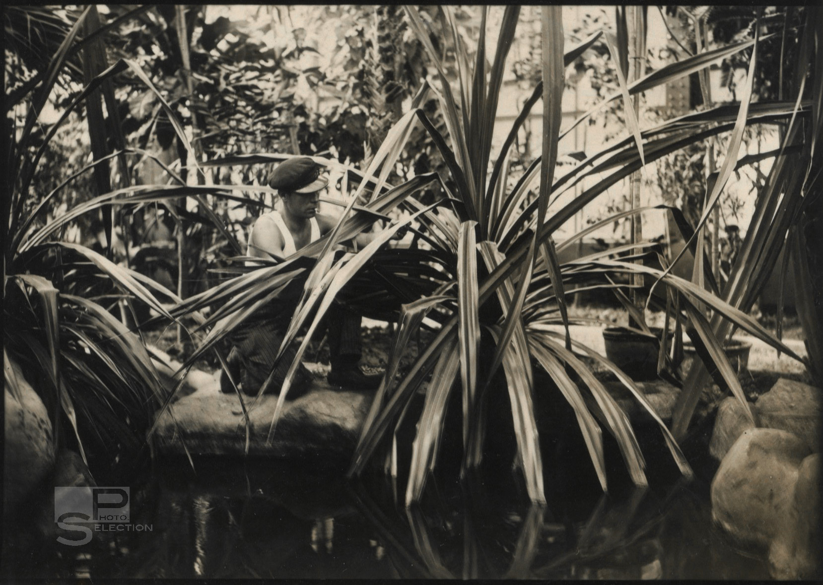 Jardin des Plantes - La Serre Tropicale Paris 1937 Presse - 4 Tirages Originaux