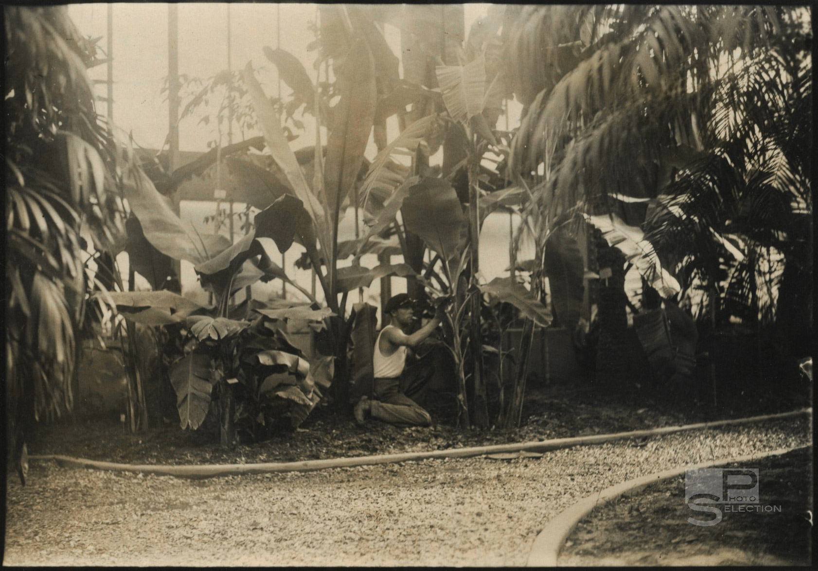 Jardin des Plantes - La Serre Tropicale Paris 1937 Presse - 4 Tirages Originaux